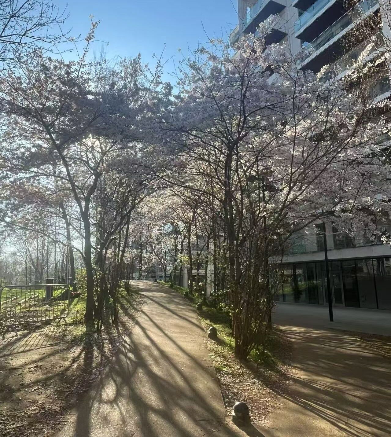 阳光洒在开花的树木和小路上