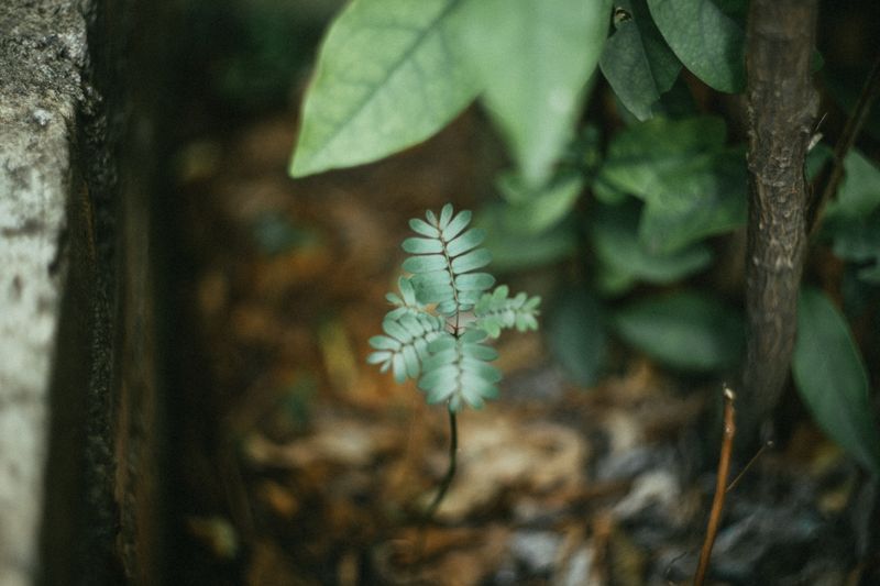 生长场景照片